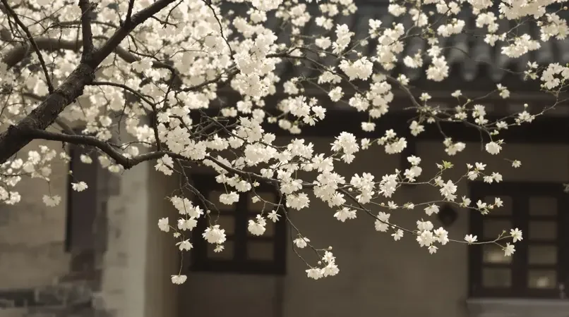 故园槐花 剧照封面